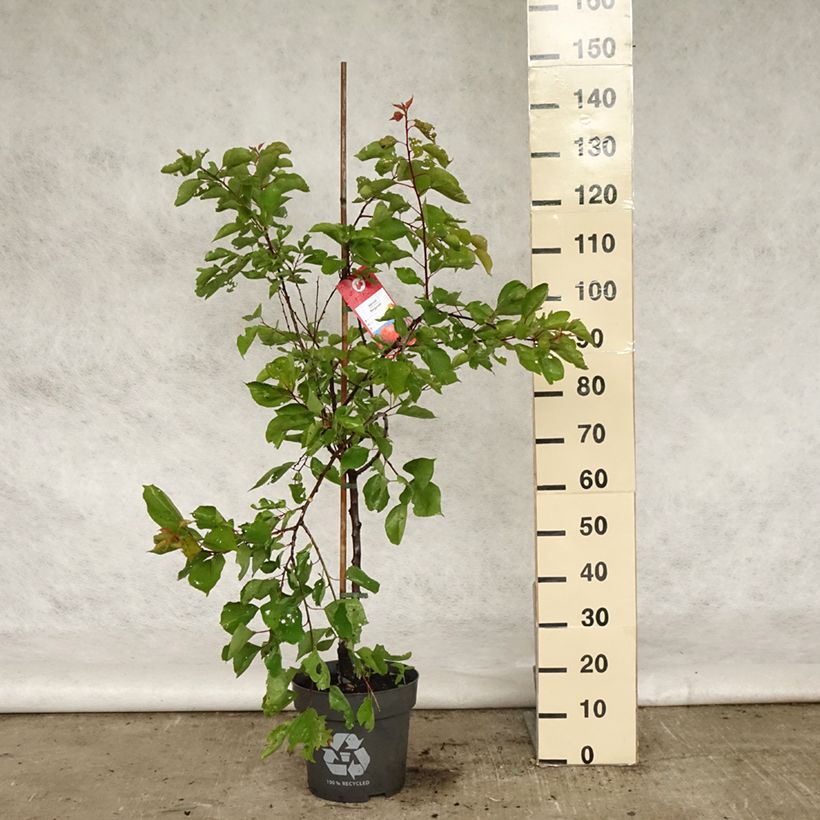 Exemplar von Aprikose Bergeron - Prunus armeniaca Topf mit 7,5L/10L, Gobelet-Form wie im Frühjahr geliefert