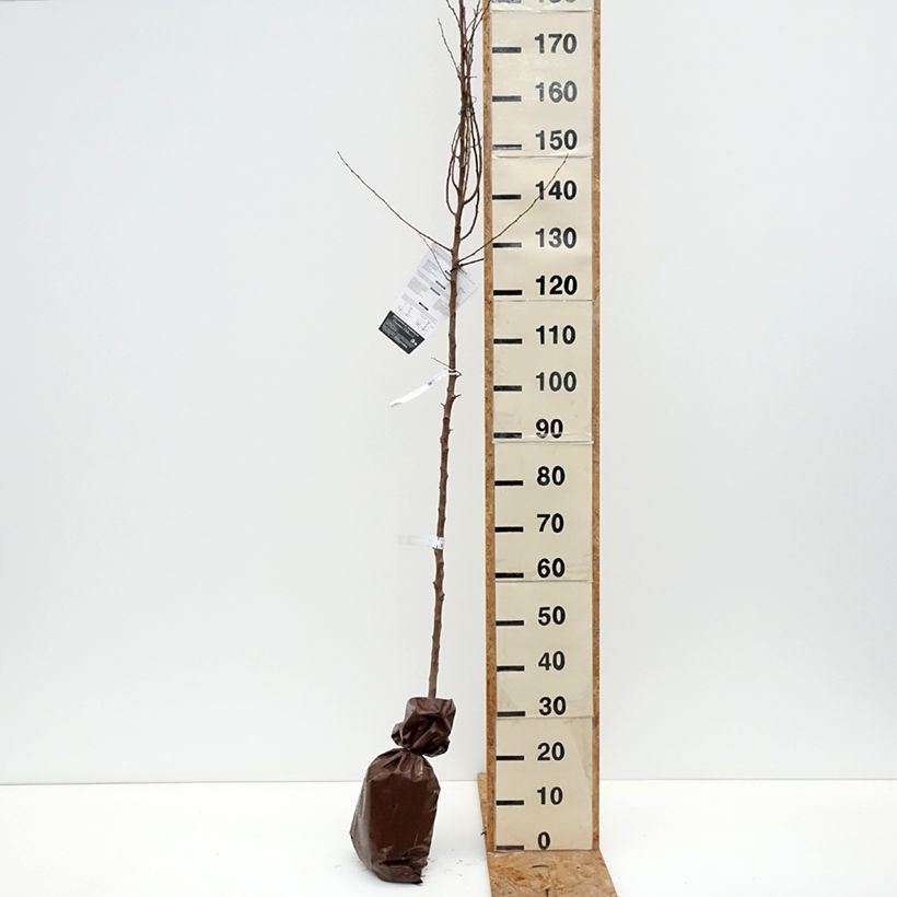 Exemplar von Aprikose Bergeron - Prunus armeniaca Plug "Fertig-zum-Pflanzen", Heister wie im Herbst geliefert