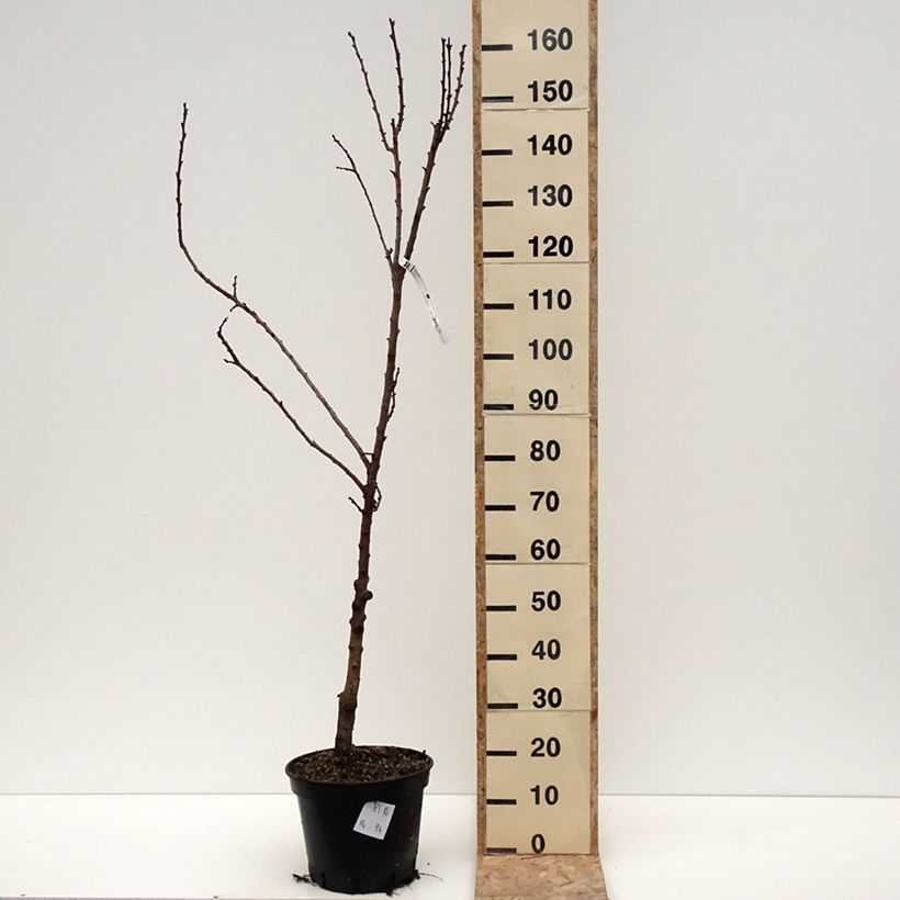 Example of Aprikose Bergeval - Prunus armeniaca Topf mit 7,5L/10L, Gobelet-Form as you get in hiver