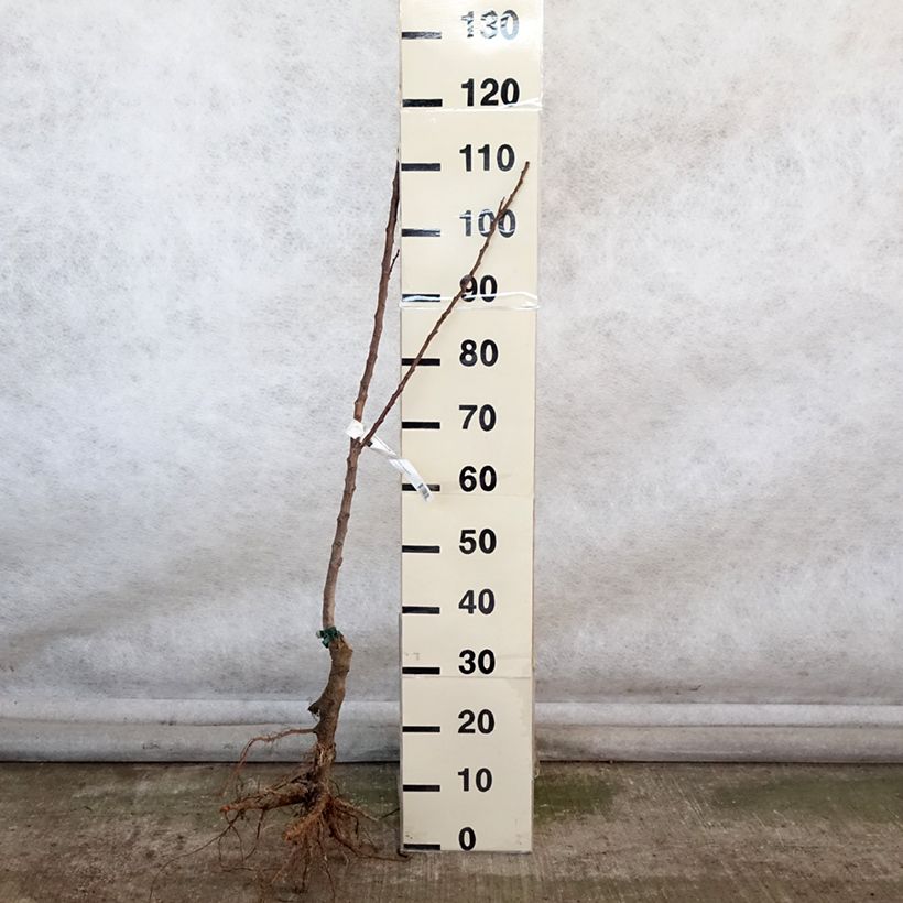 Example of Aprikose Canino Bio - Prunus armeniaca Wurzelnackt, Heister as you get in hiver