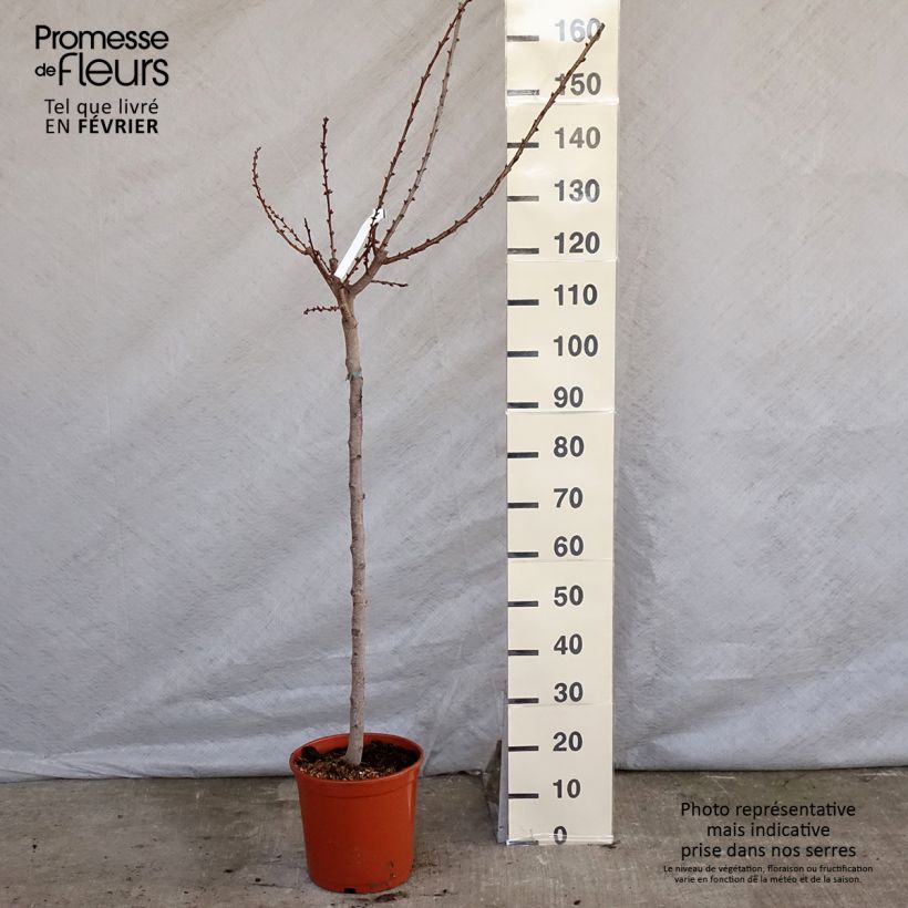 Exemplar von Aprikose Canino - Prunus armeniaca Topf mit 7,5L/10L, Gobelet-Form wie im Winter geliefert