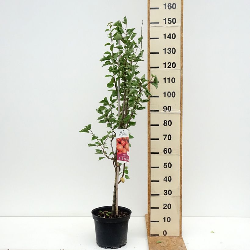 Exemplar von Aprikose Canino - Prunus armeniaca Topf mit 7,5L/10L, Gobelet-Form wie im Sommer geliefert