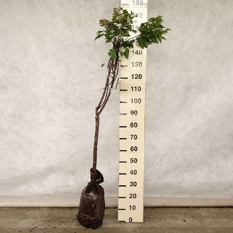 Exemplar von Aprikose Doucoeur - Prunus armeniaca Plug "Fertig-zum-Pflanzen", Gobelet-Form wie im Sommer geliefert