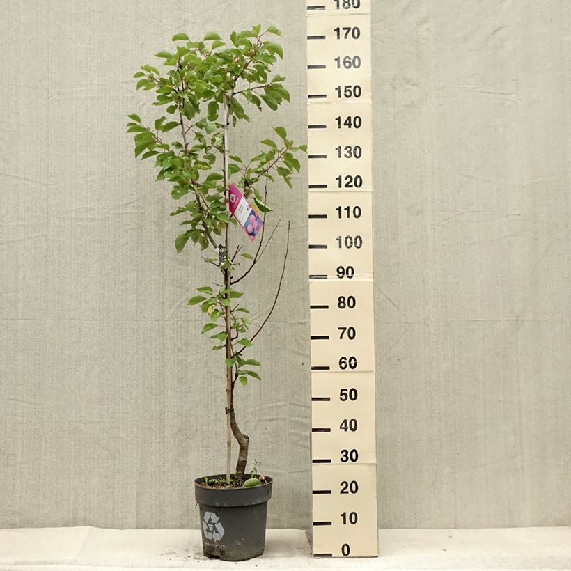 Example of Aprikose Goldrich - Prunus armeniaca Topf mit 7,5L/10L, Gobelet-Form as you get in ete