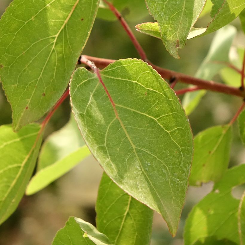 Aprikose Goldrich - Prunus armeniaca (Foliage)