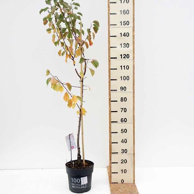 Exemplar von Aprikose Goldrich - Prunus armeniaca Topf mit 7,5L/10L, Gobelet-Form wie im Herbst geliefert