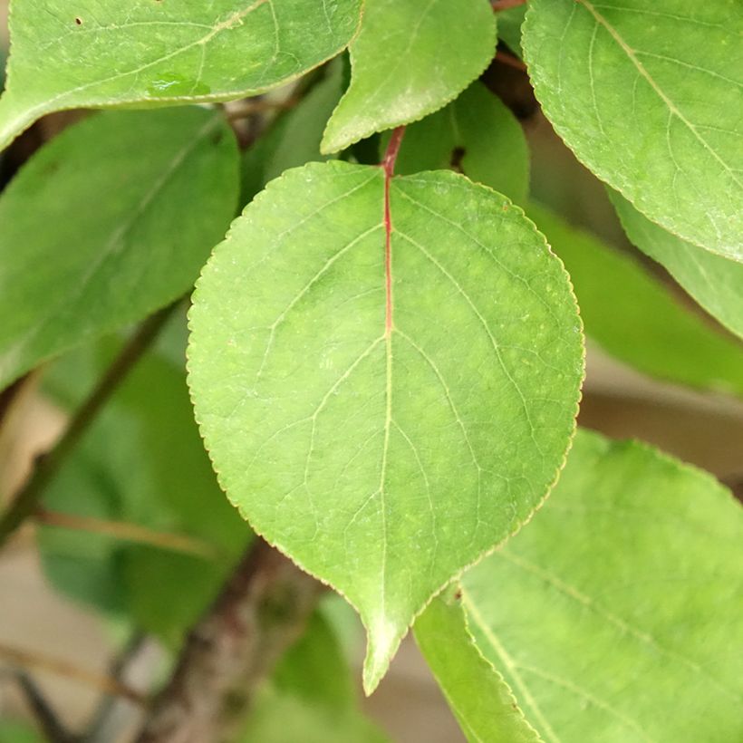 Aprikose Hargrand - Prunus armeniaca (Foliage)