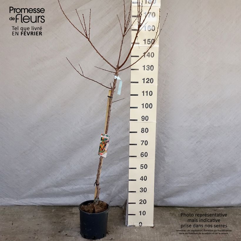 Exemplar von Aprikose Hargrand - Prunus armeniaca Topf mit 12L/15L, Halbstamm wie im Winter geliefert