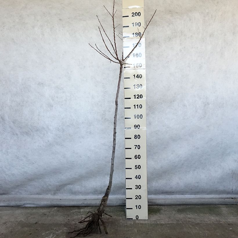 Example of Aprikose Luizet - Prunus armeniaca Wurzelnackt, Halbstamm as you get in hiver