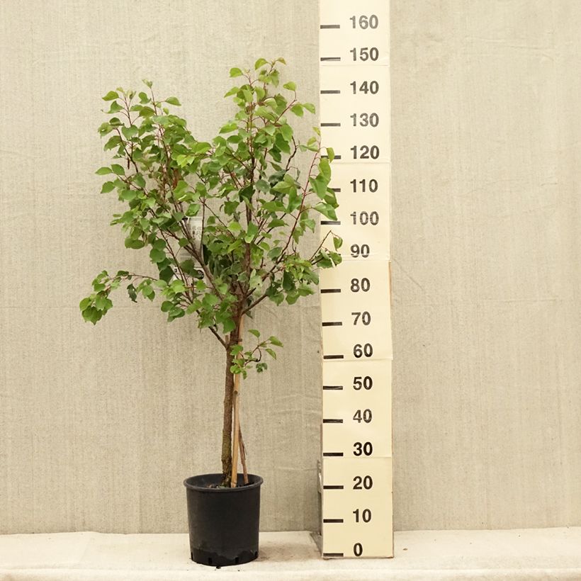 Exemplar von Aprikose Luizet - Prunus armeniaca Topf mit 7,5L/10L, Gobelet-Form wie im Sommer geliefert