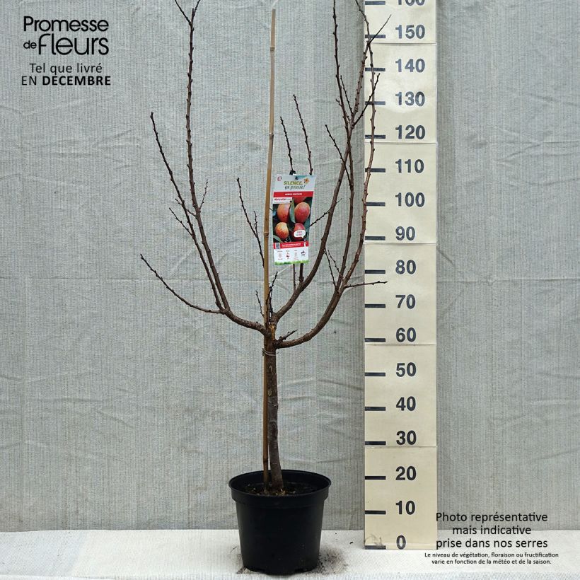 Exemplar von Aprikose Luizet - Prunus armeniaca Topf mit 7,5L/10L, Gobelet-Form wie im Winter geliefert