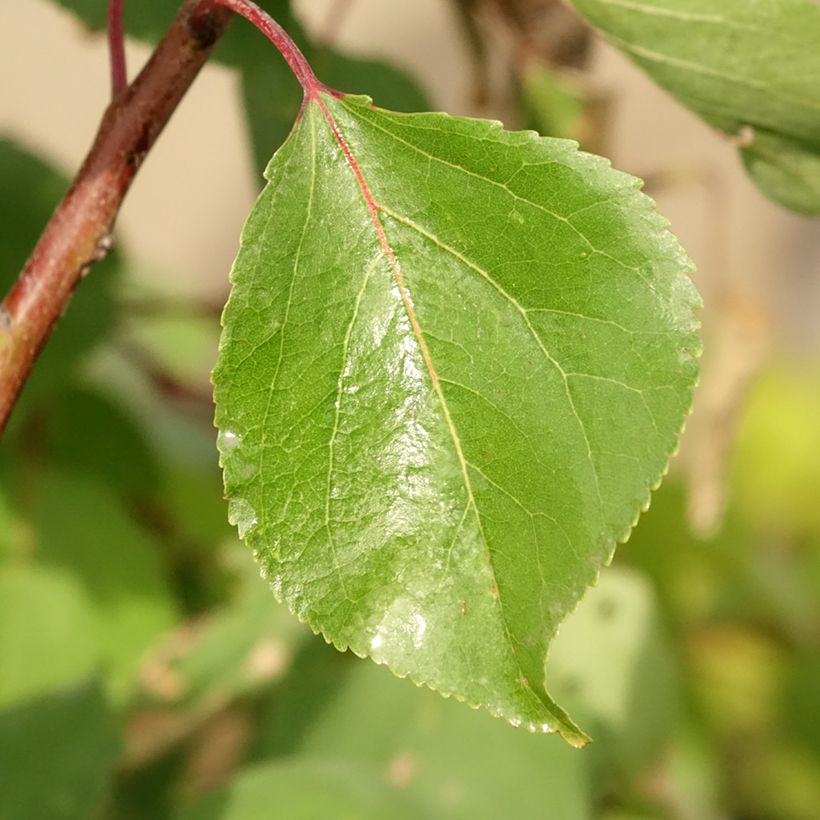 Aprikose Luizet - Prunus armeniaca (Foliage)
