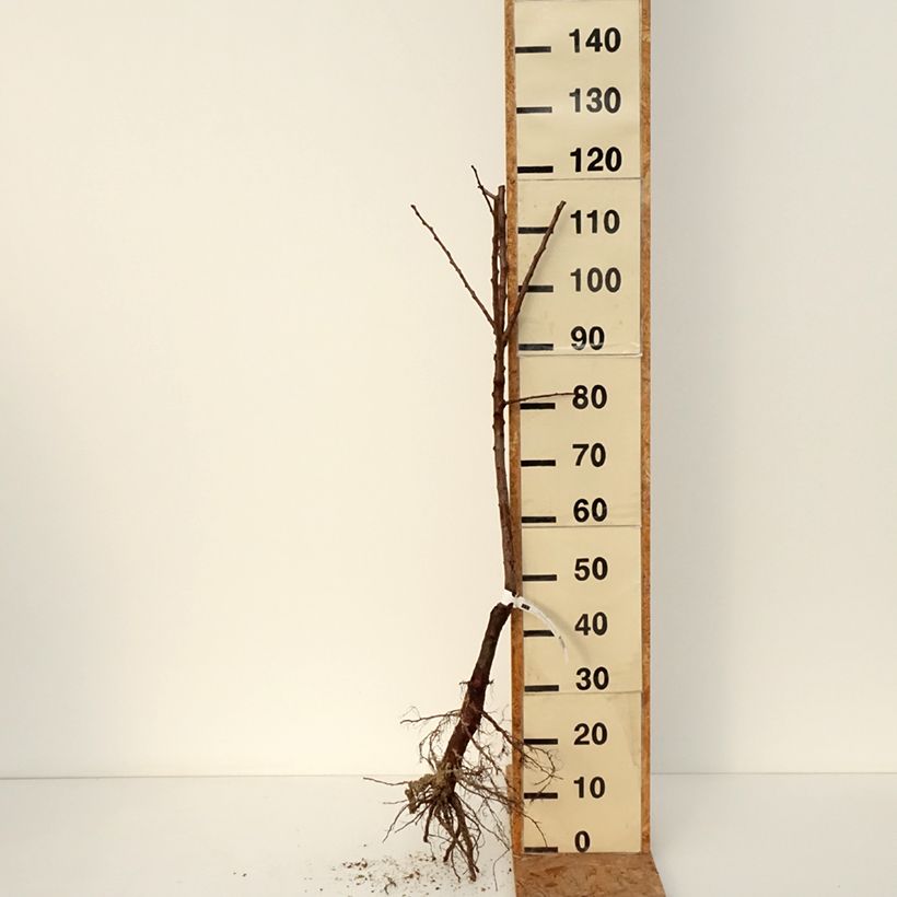 Exemplar von Aprikose Muscat de Nancy Bio - Prunus armeniaca Wurzelnackt, Heister wie im Winter geliefert