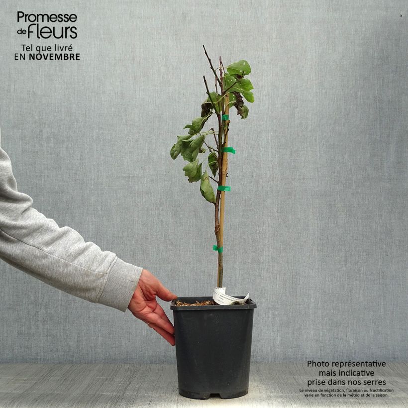 Example of Aprikose Fruit Me Apricot Me Pending - Prunus armeniaca Topf mit 4L/5L, Zwergform as you get in automne