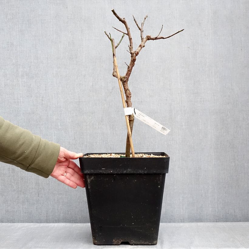 Exemplar von Aprikose Fruit Me Apricot Me Pending - Prunus armeniaca Topf mit 12L/15L, Zwergform wie im Winter geliefert