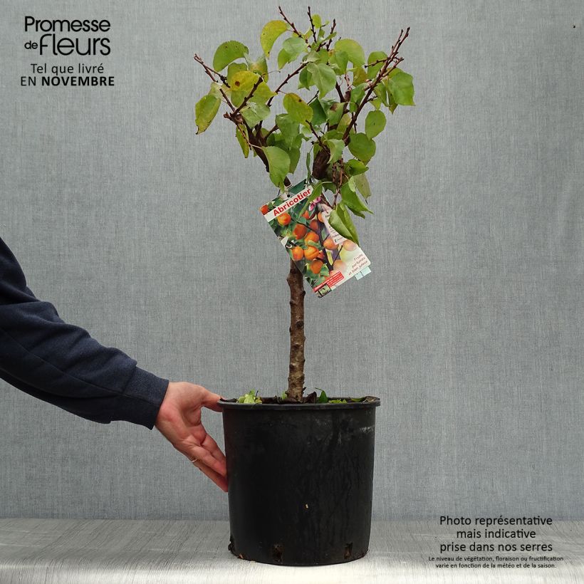 Example of Aprikose Garden Aprigold - Prunus armeniaca Topf mit 6L/7L, Zwergform as you get in automne