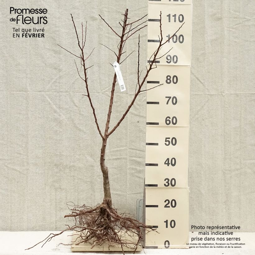 Example of Aprikose Polonais Bio - Prunus armeniaca Wurzelnackt, Heister as you get in hiver