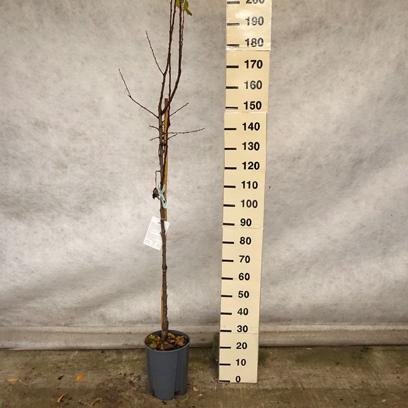 Example of Aprikose Polonais - Prunus armeniaca Topf mit 7,5L/10L, Halbstamm as you get in automne