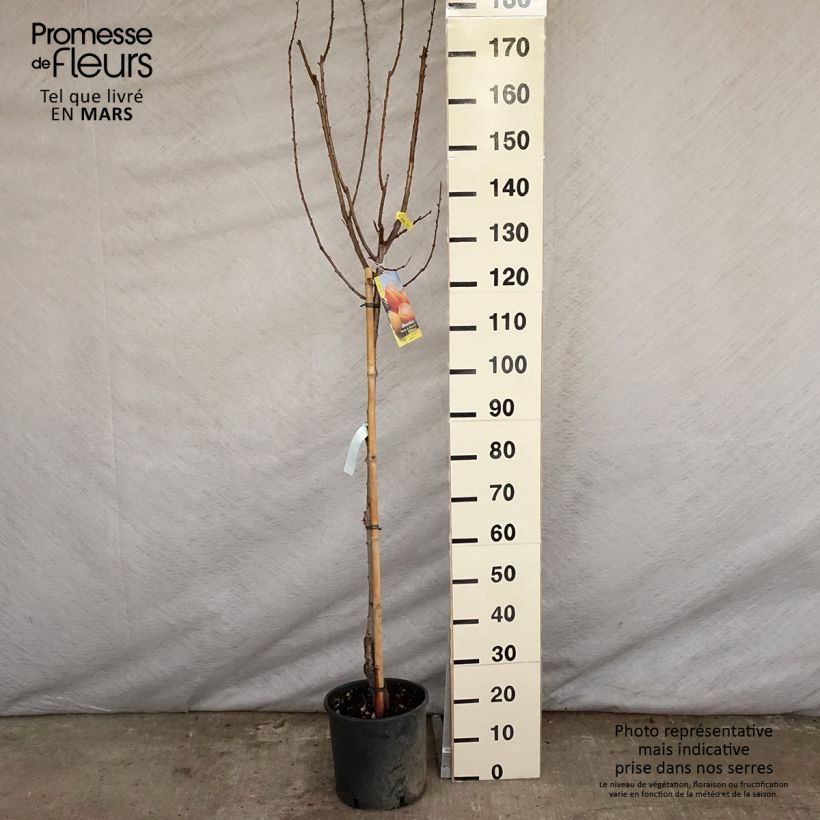 Exemplar von Aprikose Polonais - Prunus armeniaca Topf mit 7,5L/10L, Halbstamm wie im Frühjahr geliefert
