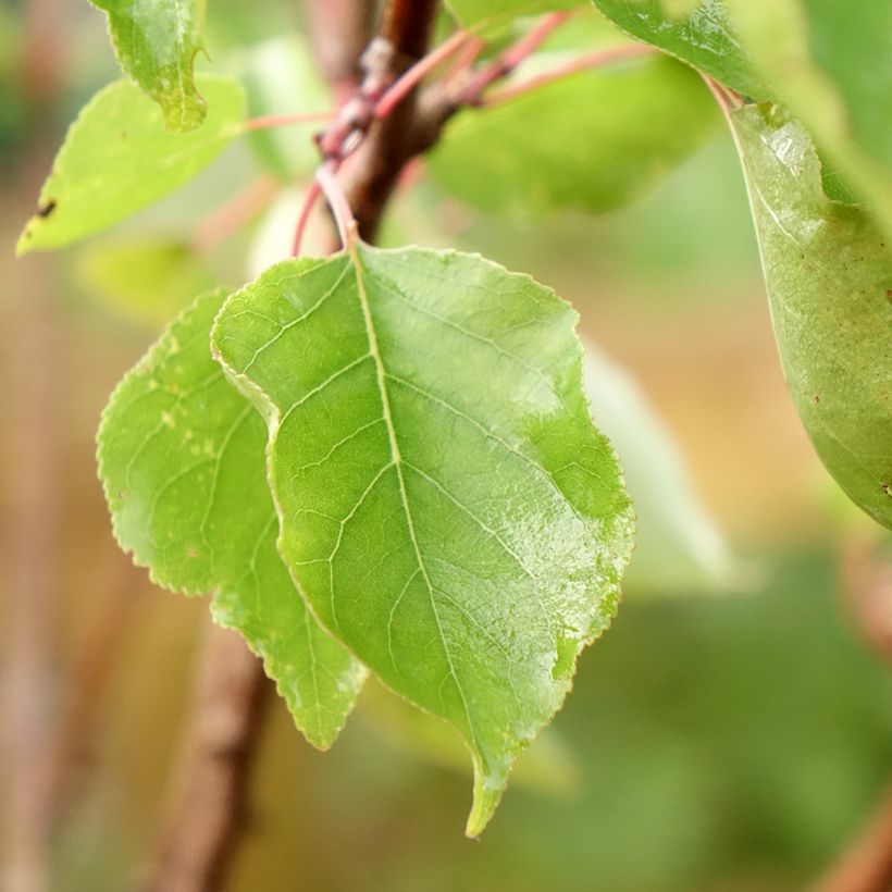 Aprikose Polonais - Prunus armeniaca (Foliage)