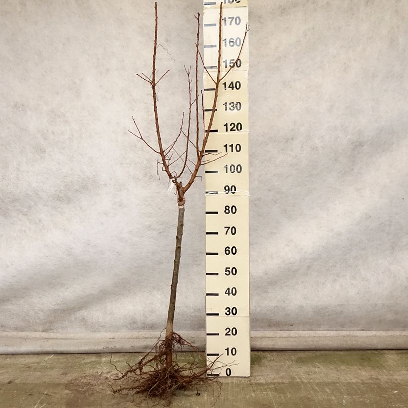 Example of Aprikose Polonais - Prunus armeniaca Wurzelnackt, einstämmig as you get in automne
