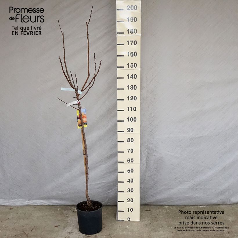 Exemplar von Aprikose Polonais - Prunus armeniaca Topf mit 7,5L/10L, Gobelet-Form wie im Winter geliefert