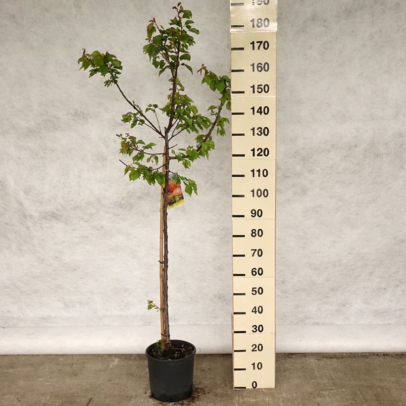 Exemplar von Aprikose Polonais - Prunus armeniaca Topf mit 7,5L/10L, Gobelet-Form wie im Frühjahr geliefert