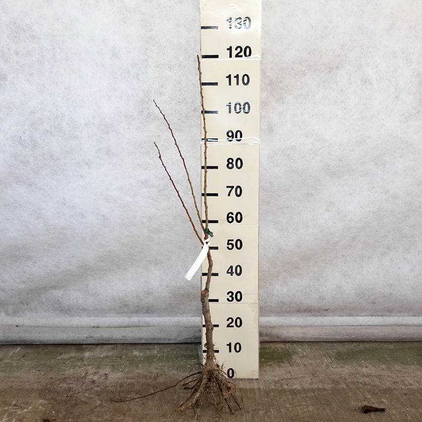 Example of Aprikose Précoce de Saumur Bio - Prunus armeniaca Wurzelnackt, Heister as you get in hiver