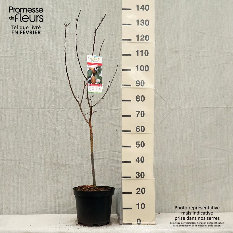 Example of Aprikose Précoce de Saumur - Prunus armeniaca Topf mit 7,5L/10L, Gobelet-Form as you get in hiver