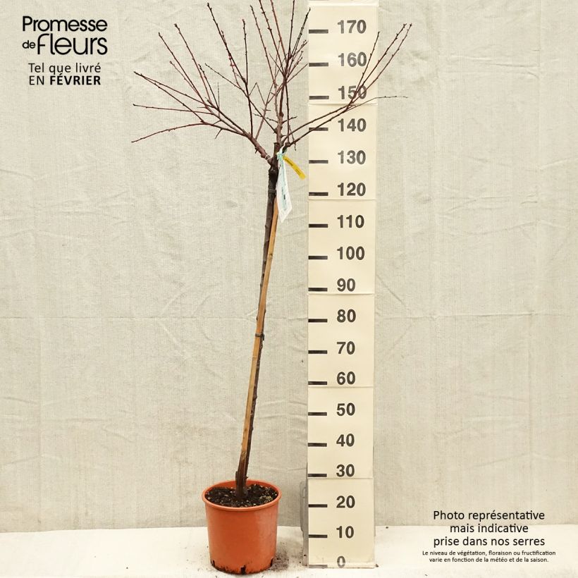 Exemplar von Aprikose Bulida - Prunus armeniaca Topf mit 7,5L/10L, Halbstamm wie im Winter geliefert