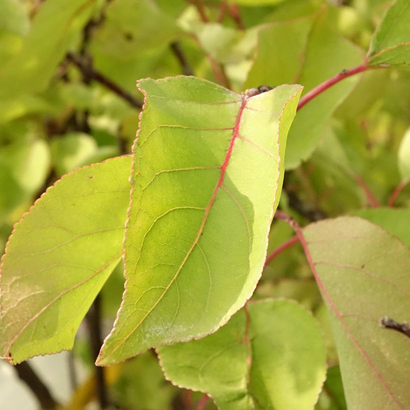 Aprikose Bulida - Prunus armeniaca (Foliage)