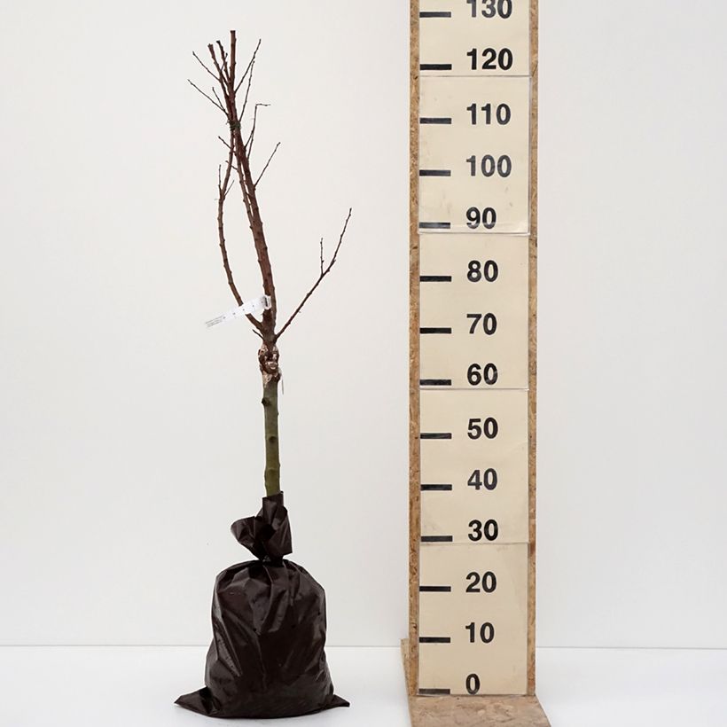 Example of Aprikose Compacta - Prunus armeniaca Plug "Fertig-zum-Pflanzen", 1/4 Stängel as you get in hiver
