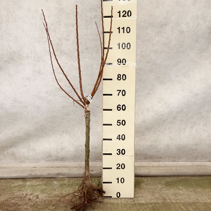 Example of Aprikose Compacta - Prunus armeniaca Wurzelnackt, 1/4 Stängel as you get in automne