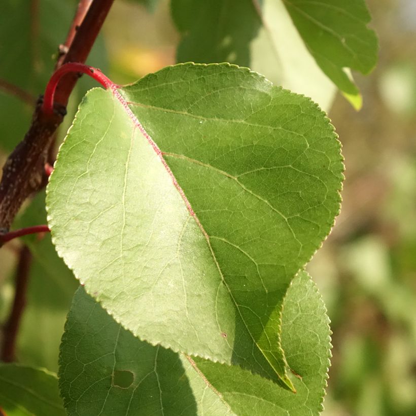 Aprikose Harcot - Prunus armeniaca (Foliage)