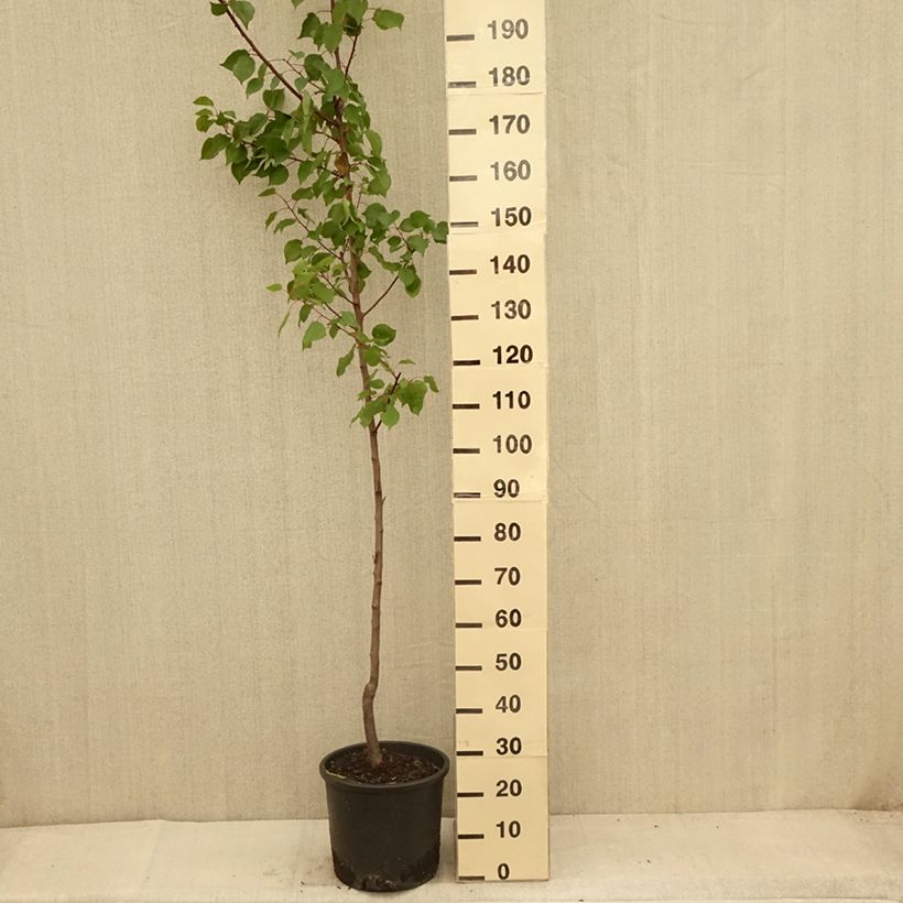 Example of Aprikose Harcot - Prunus armeniaca Topf mit 12L/15L, Gobelet-Form as you get in ete
