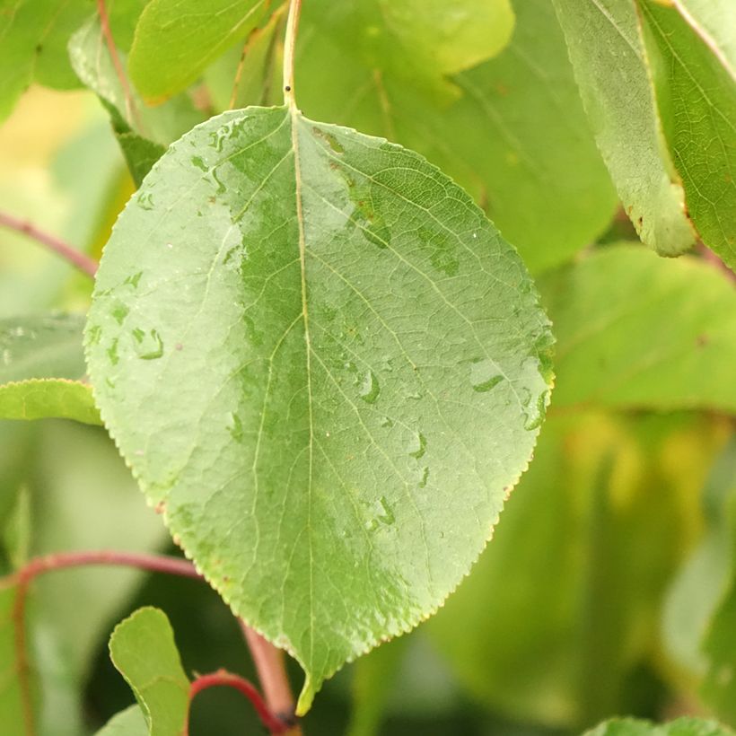 Aprikose Meilleur de Hongrie - Prunus armeniaca (Foliage)