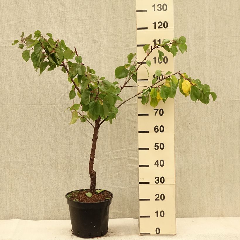 Example of Aprikose Meilleur de Hongrie - Prunus armeniaca Topf mit 7,5L/10L, Gobelet-Form as you get in automne