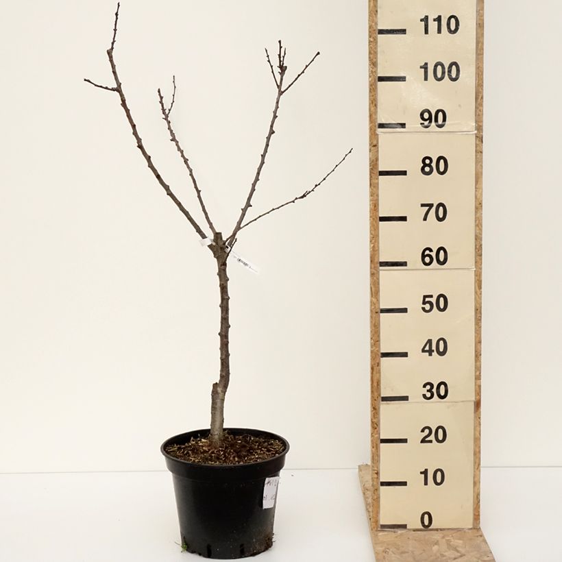 Exemplar von Aprikose Meilleur de Hongrie - Prunus armeniaca Topf mit 7,5L/10L, Gobelet-Form wie im Winter geliefert