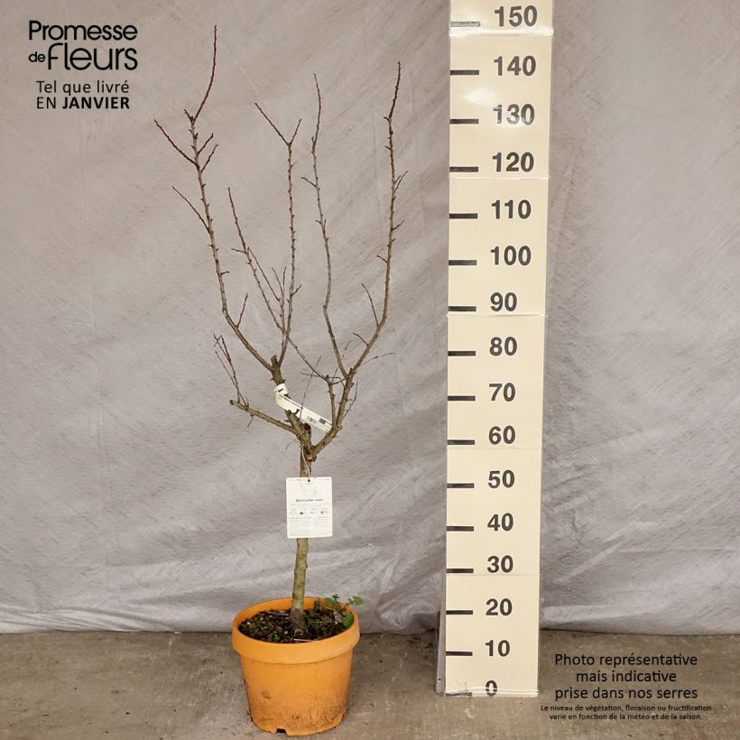 Exemplar von Aprikose Nanum - Prunus armeniaca Topf mit 7,5L/10L, Zwergform wie im Winter geliefert