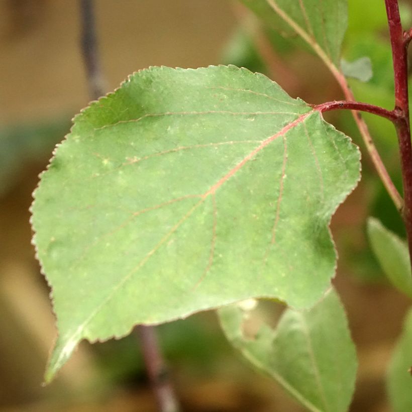 Aprikose Peche de Nancy - Prunus armeniaca (Foliage)