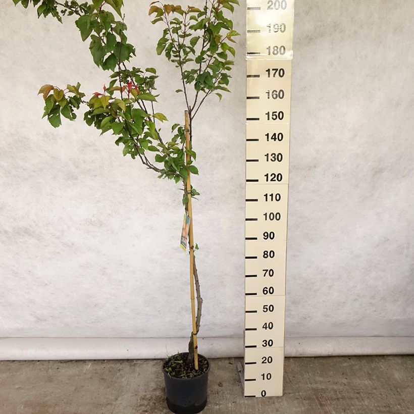 Exemplar von Aprikose Peche de Nancy - Prunus armeniaca Topf mit 7,5L/10L, Halbstamm wie im Sommer geliefert