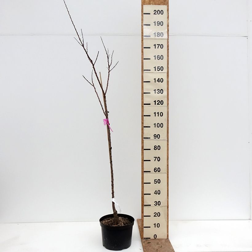 Exemplar von Aprikose Tardif De Bordaneil - Prunus armeniaca Topf mit 7,5L/10L, Gobelet-Form wie im Winter geliefert
