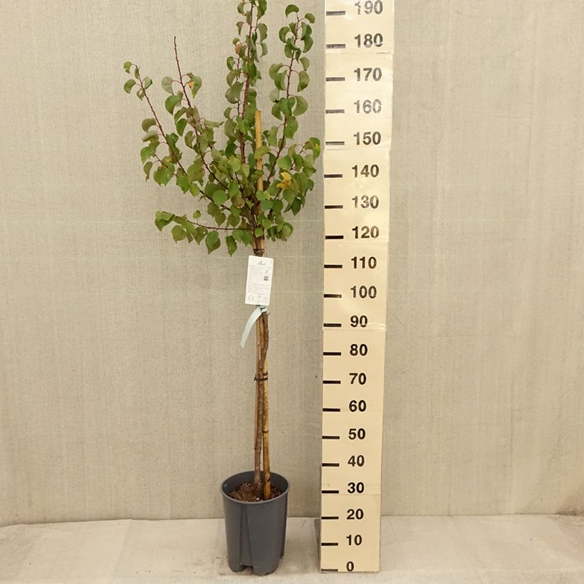 Example of Aprikose Rouge du Roussillon - Prunus armeniaca Topf mit 7,5L/10L, Halbstamm as you get in automne
