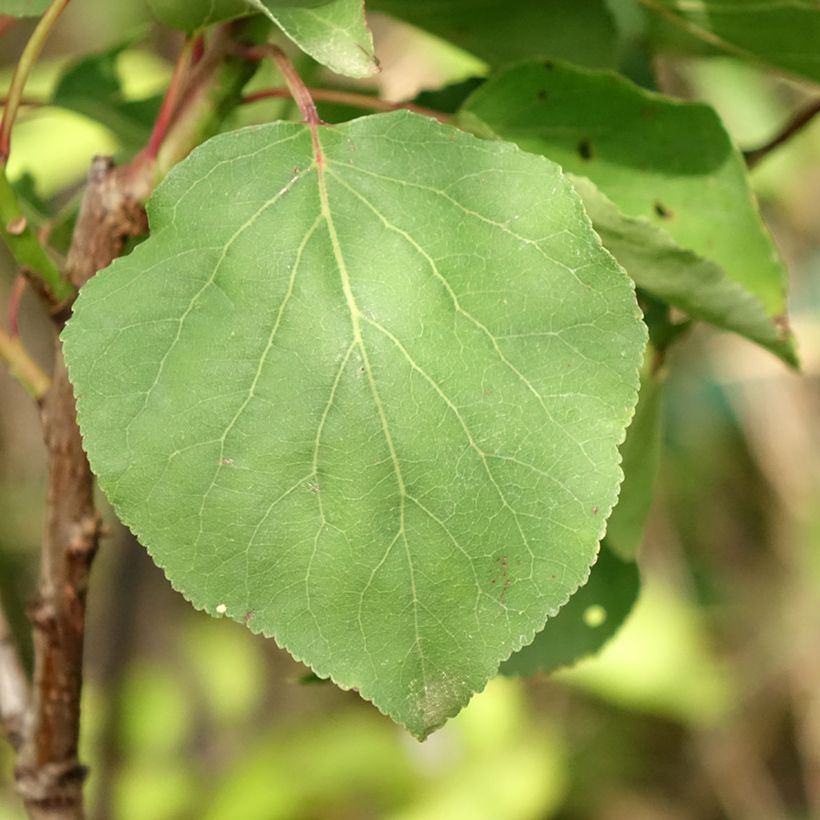 Aprikose Rouge du Roussillon - Prunus armeniaca (Foliage)