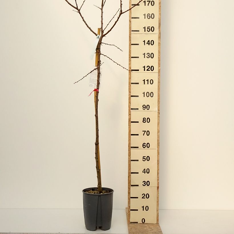 Example of Aprikose Rouge du Roussillon - Prunus armeniaca Topf mit 70L/75L, Hochstamm as you get in hiver