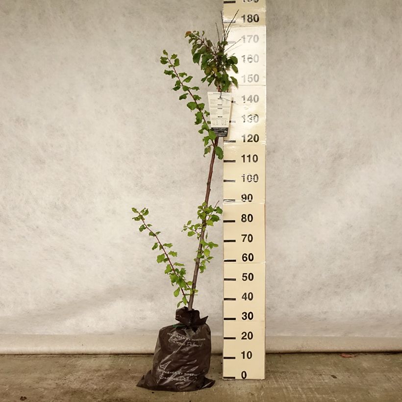 Example of Aprikose Rouge Tardif Delbard 'Delmast' - Prunus armeniaca Plug "Fertig-zum-Pflanzen", Halbstamm as you get in ete