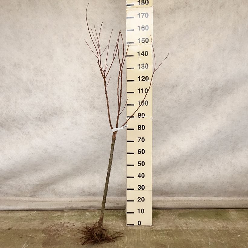 Example of Aprikose Rouge Tardif Delbard 'Delmast' - Prunus armeniaca Wurzelnackt, Gobelet-Form as you get in automne
