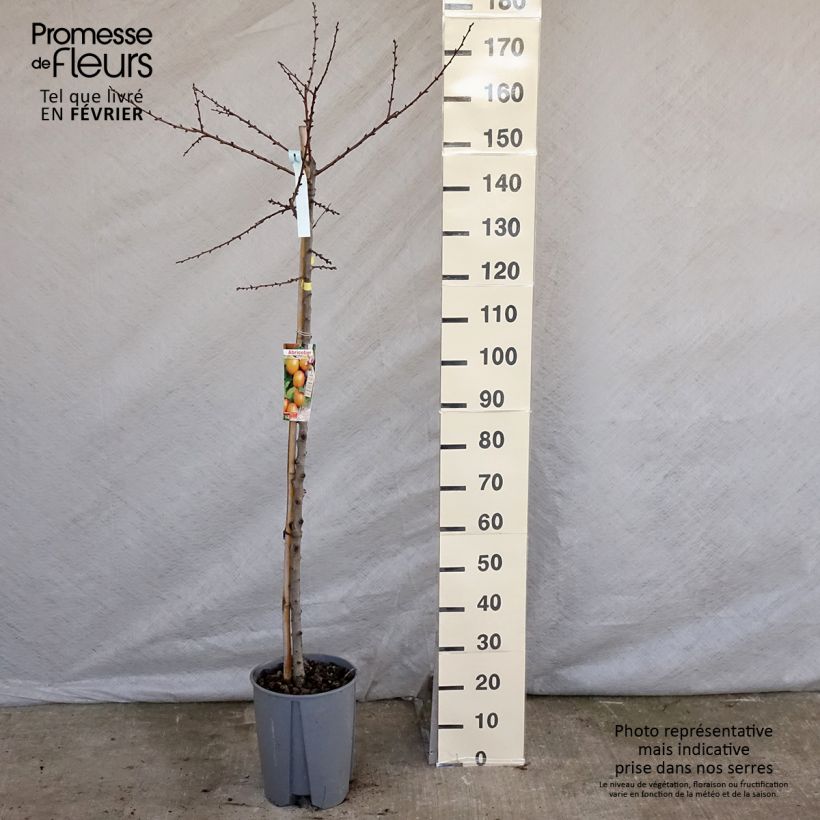 Exemplar von Aprikose Royal - Prunus armeniaca Topf mit 7,5L/10L, Halbstamm wie im Winter geliefert