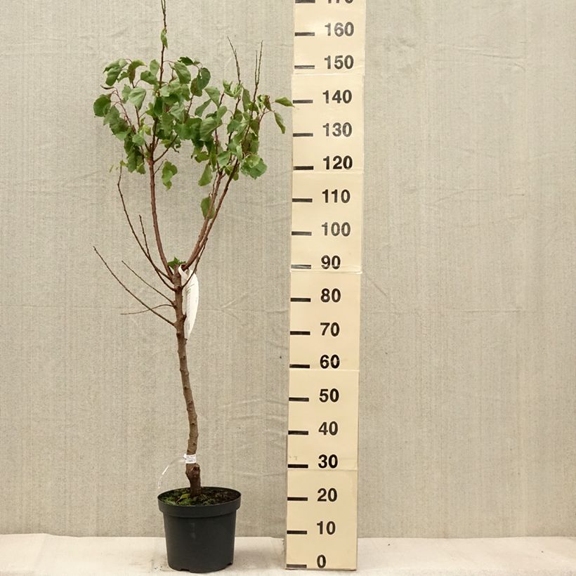 Example of Aprikose Royal - Prunus armeniaca Topf mit 7,5L/10L, Gobelet-Form as you get in automne