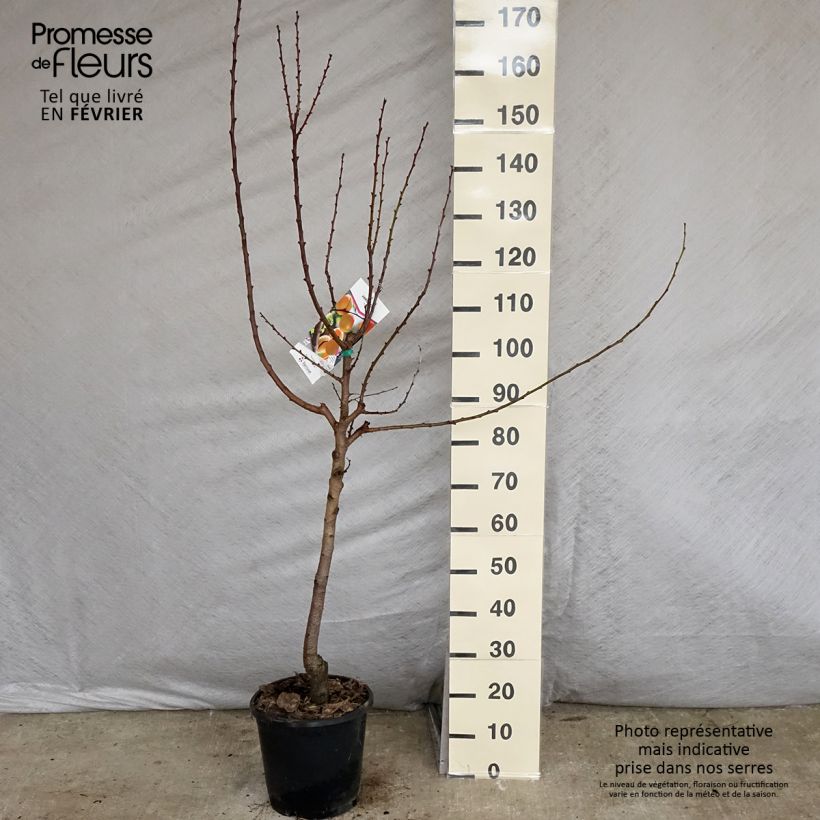 Exemplar von Aprikose Royal - Prunus armeniaca Topf mit 7,5L/10L, Gobelet-Form wie im Winter geliefert